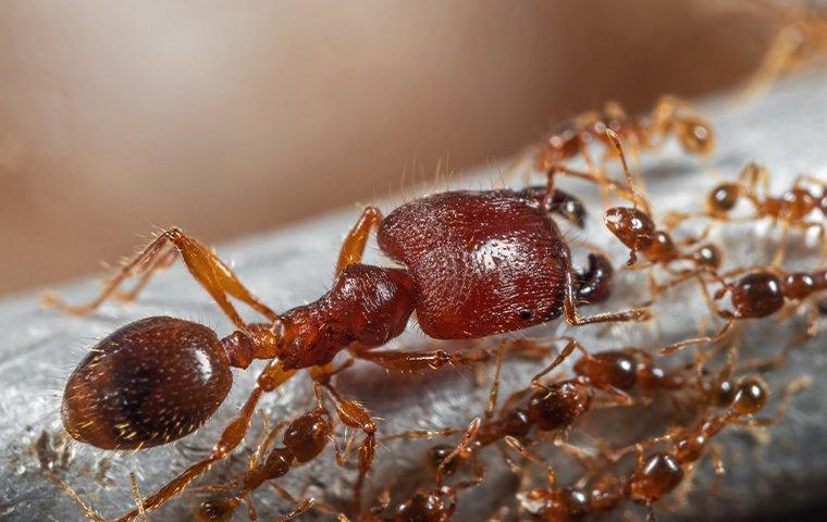 A Handy Guide To Harvester Ants For Salt Lake City Property Owners